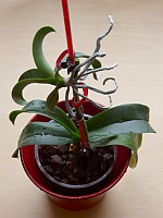 Jak vypěstovat orchidej z keiki.