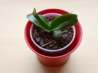 Jak vypěstovat orchidej z keiki.